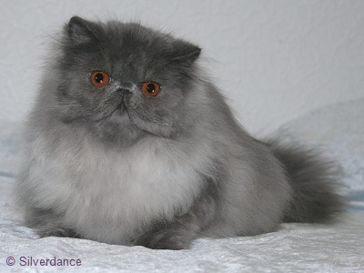 Silverdance Blue Paris