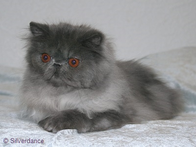 Silverdance Blue Paris