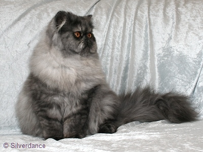 Silverdance Black Ice Rose