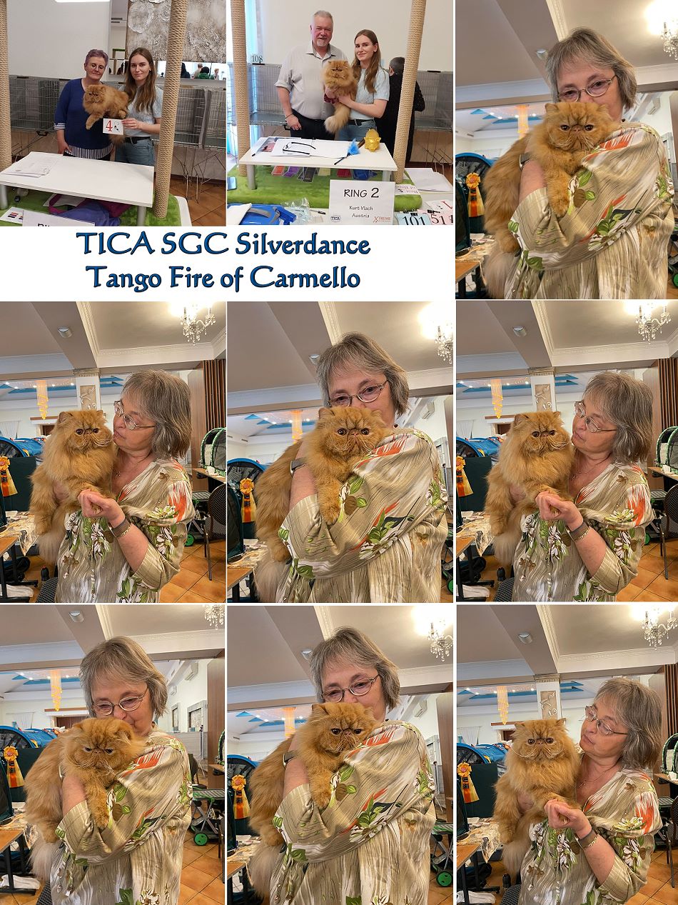 TICA RW SGC TICA RW SGC Silverdance Tango Fire of Carmello