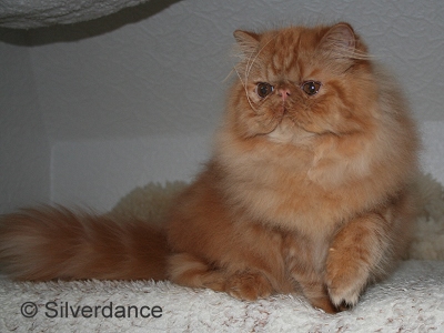 TICA RW SGC Silverdance Tango Fire of Carmello