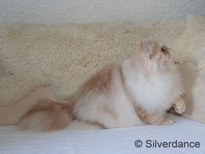 TICA RW Silverdance Unforgettable Robin