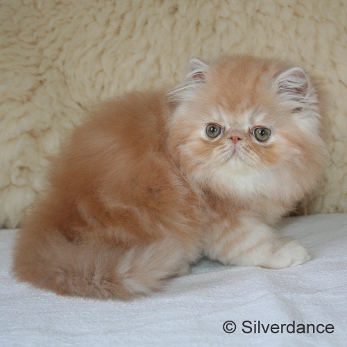 CH Silverdance Xanadu Ice Cream