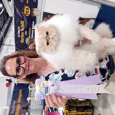 TICA CH Silverdance Bacardi And Sugar