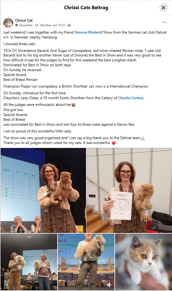 TICA CH Silverdance Bacardi And Sugar