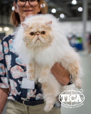 TICA CH Silverdance Bacardi And Sugar