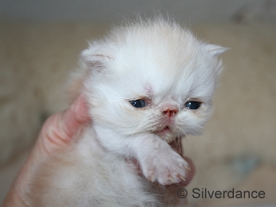 Silverdance Bacardi And Sugar