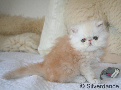 Silverdance Bacardi And Sugar