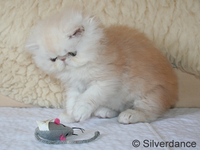 Silverdance Bacardi And Sugar