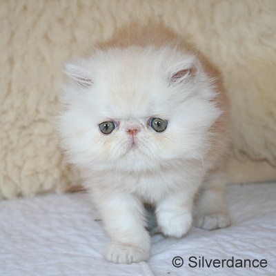 Silverdance Bacardi And Sugar