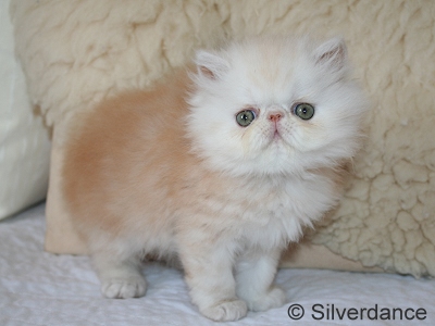 Silverdance Bacardi And Sugar