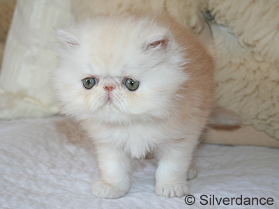 Silverdance Bacardi And Sugar
