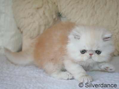 Silverdance Bacardi And Sugar