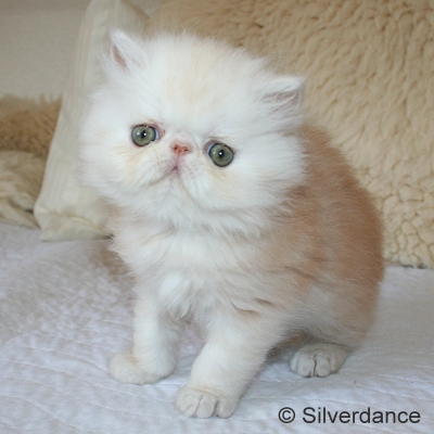 Silverdance Bacardi And Sugar