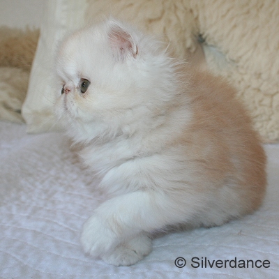 Silverdance Bacardi And Sugar