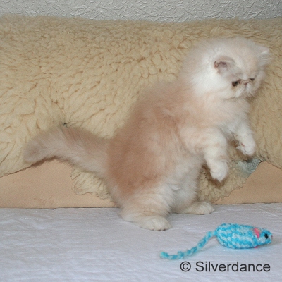 Silverdance Bacardi And Sugar