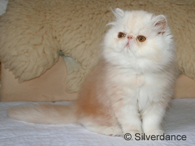 Silverdance Bacardi And Sugar