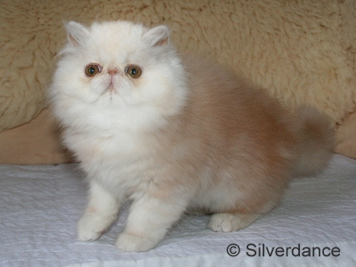 Silverdance Bacardi And Sugar