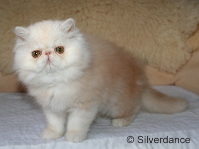 Silverdance Bacardi And Sugar