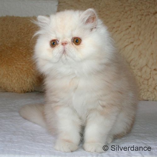 Silverdance Bacardi And Sugar