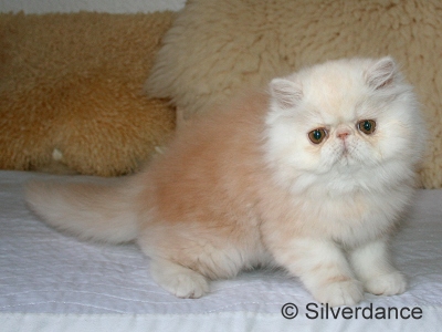 Silverdance Bacardi And Sugar