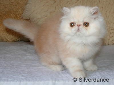 Silverdance Bacardi And Sugar