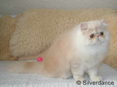 Silverdance Bacardi And Sugar