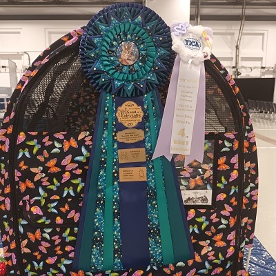 TICA Show Silverdance Persians