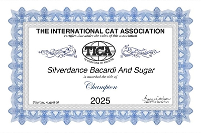 TICA CH / JuCH Silverdance Bacardi And Sugar of Lionspalace