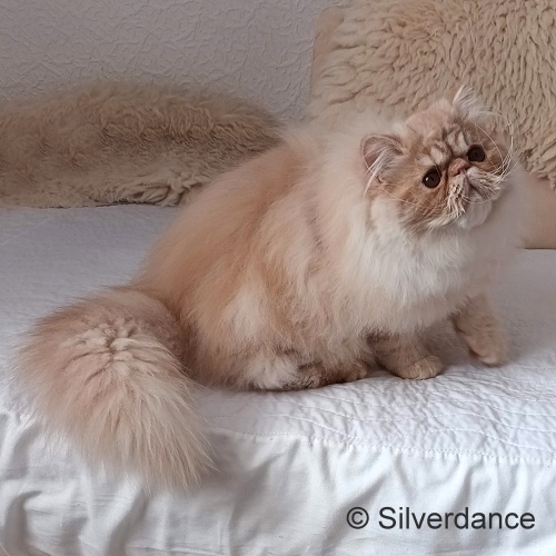 Silverdance Brandy And Ice