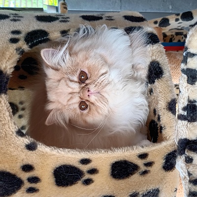 Silverdance Brandy And Ice