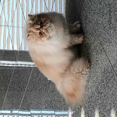 Silverdance Brandy And Ice