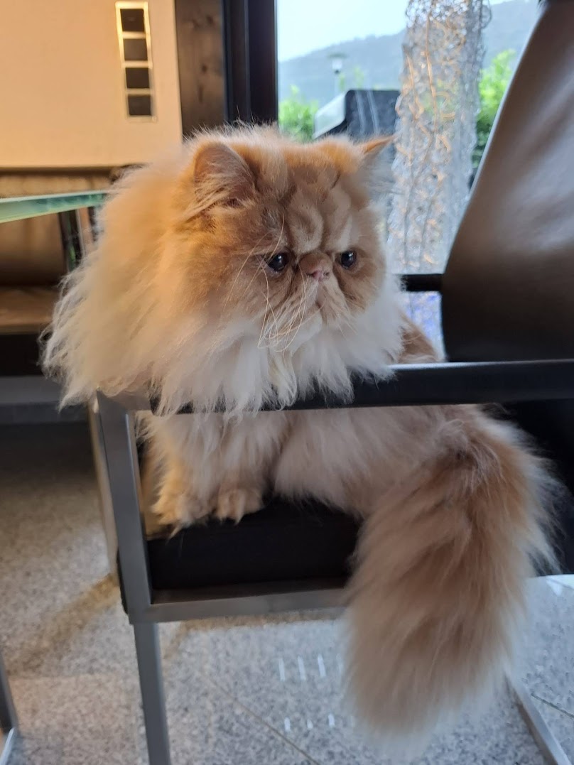 Silverdance Brandy And Ice