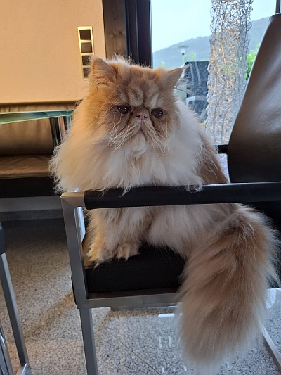 Silverdance Brandy And Ice