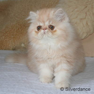Silverdance Brandy And Ice