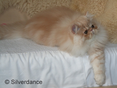 Silverdance Brandy And Ice
