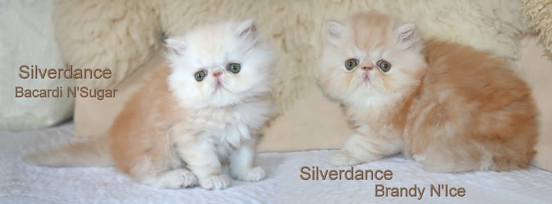 Silverdance Bacardi And Sugar & Silverdance Brandy And Ice
