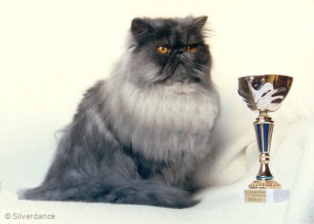 Best in Show Special Show Persian 17 months