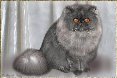 CFA CH/WCH My Fantasy's Blue Ice Sensation of Silverdance