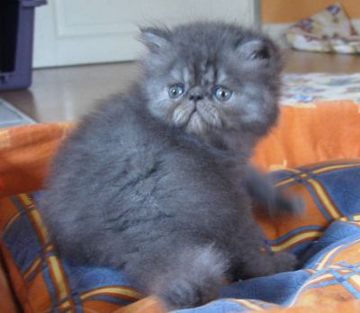My Fantasy's Blue Ice Sensation of Silverdance 5 weeks old