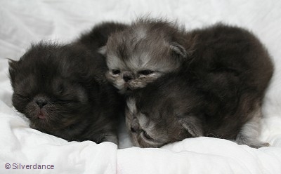 Silverdance litter