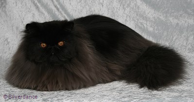 8,5 months old