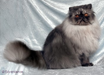 CFA PR Silverdance Cloud Dreamer