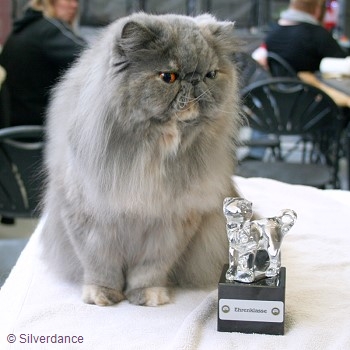 CFA Silver CH/GEC Kikiland Folie B of Silverdance