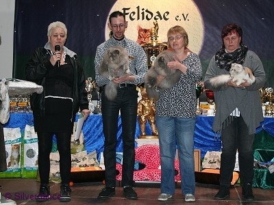 CFA Silver CH/GEC Kikiland Folie B of Silverdance