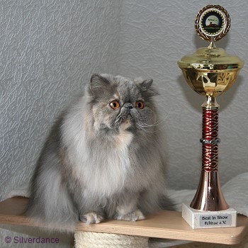 CFA Silver CH/GEC Kikiland Folie B of Silverdance