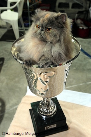 CFA Bronze CH/GEC Silverdance Jewel