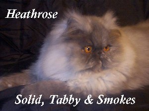 Heathrose Persians and Exotics