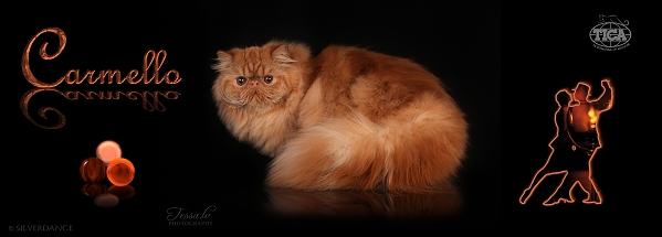 Carmello Persians