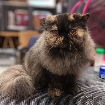 TICA RW, QGC/EC Yellicle's Medley of Silverdance